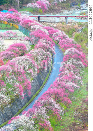 月岡温泉郷・花桃の里 113032664