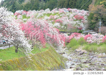 月岡温泉郷・花桃の里 月岡温泉郷・花桃の里 113032685