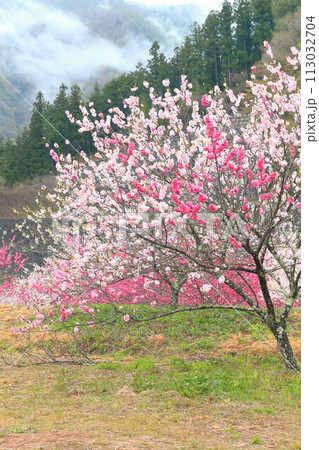 月岡温泉郷・花桃の里 月岡温泉郷・花桃の里 113032704