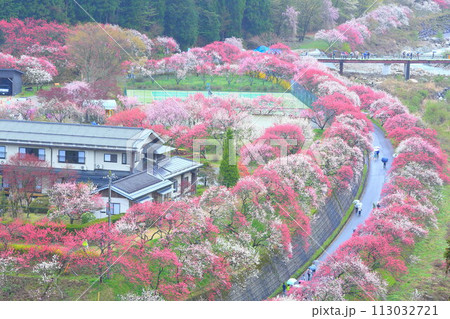 月岡温泉郷・花桃の里 113032721