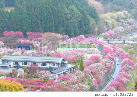月岡温泉郷・花桃の里 113032722