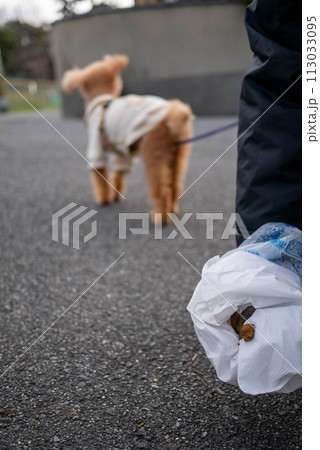 散歩中の飼い犬のトイプードルのうんこを拾っているところ 113033095