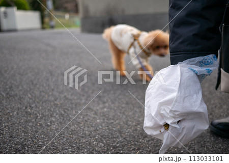 散歩中の飼い犬のトイプードルのうんこを拾っているところ 113033101