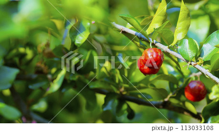 Thai or Acerola cherries fruit on the tree, high vitamin C and antioxidant fruits. 113033108