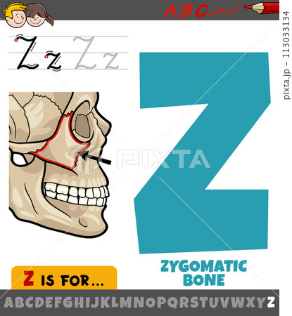 letter Z from alphabet with illustration of zygomatic bone letter Z from alphabet with illustration of zygomatic bone 113033134