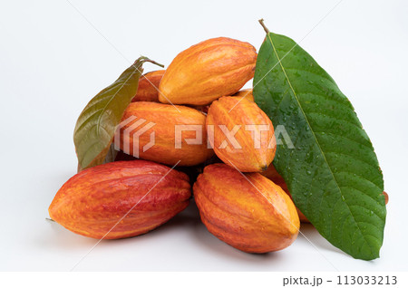 Group of wet cacao pods Group of wet cacao pods 113033213