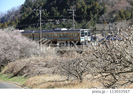 梅の花咲く中を走る中央線特急電車 113033567