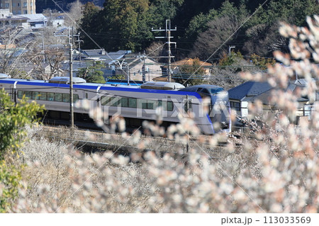 梅の花咲く中を走る中央線特急電車 113033569