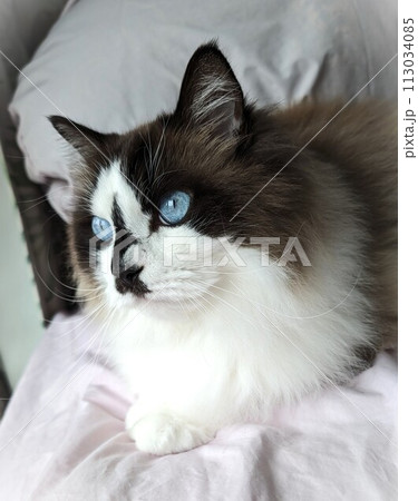 見つめる猫のラグドール 見つめる猫のラグドール 113034085
