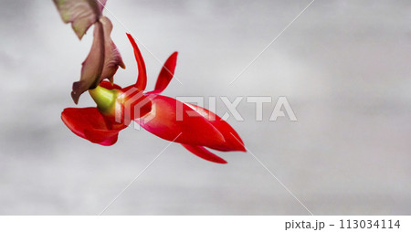 Schlumbergera truncata, Mayflower or false Christmas cactus, red flower Schlumbergera truncata, Mayflower or false Christmas cactus, red flower 113034114