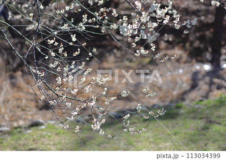 東京 高尾梅郷の風景(遊歩道梅林) 東京 高尾梅郷の風景(遊歩道梅林) 113034399