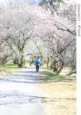 東京 高尾梅郷の風景(遊歩道梅林) 東京 高尾梅郷の風景(遊歩道梅林) 113034402