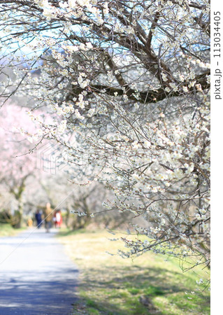 東京 高尾梅郷の風景(遊歩道梅林) 東京 高尾梅郷の風景(遊歩道梅林) 113034405