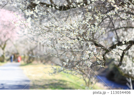 東京 高尾梅郷の風景(遊歩道梅林) 東京 高尾梅郷の風景(遊歩道梅林) 113034406