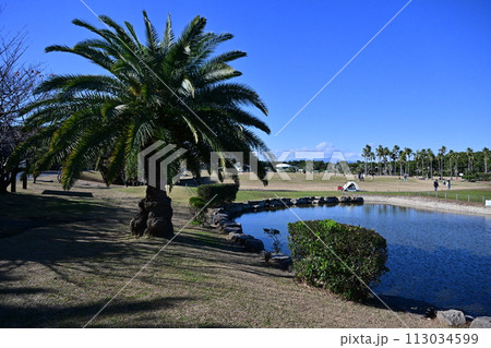 青空広がる辻堂海浜公園 青空広がる辻堂海浜公園 113034599