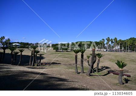 青空広がる辻堂海浜公園 青空広がる辻堂海浜公園 113034605