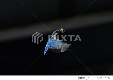 魚をくわえて飛び上がるカワセミ 113034620