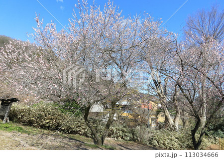 東京八王子市 高尾梅郷 東京八王子市 高尾梅郷 113034666