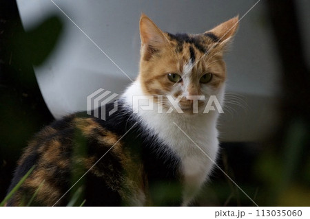 駐車場のネコ 113035060