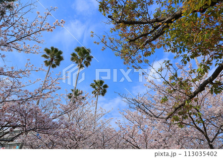 桜と青空 2023年 春 桜と青空 2023年 春 113035402