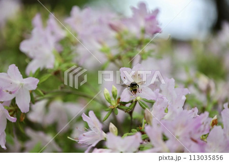 花の蜜を吸っている蜂　薄いピンクのツツジの花 113035856