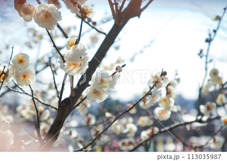 3月のふわっとした可愛い白い梅の花 3月のふわっとした可愛い白い梅の花 113035987