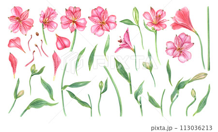 Pink alstroemeria flowers. Floral set with flower head, bud, leaf. Botanical illustration. Watercolor painting isolated on white background. Alstromeria template. For design, invitations Pink alstroemeria flowers. Floral set with flower head, bud, leaf. Botanical illustration. Watercolor painting isolated on white background. Alstromeria template. For design, invitations 113036213