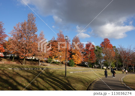 紅葉が綺麗な台湾楓 113036274