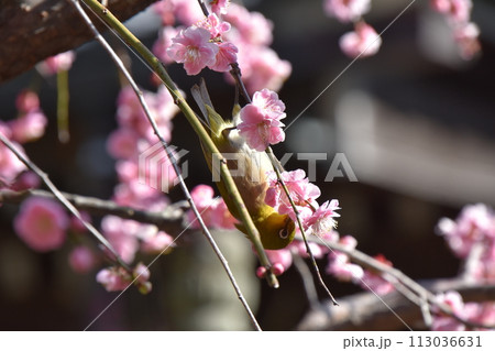 早春イメージ　梅の蜜を吸うメジロ 113036631