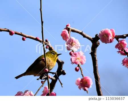 早春イメージ　梅の木に止まるメジロ 113036637