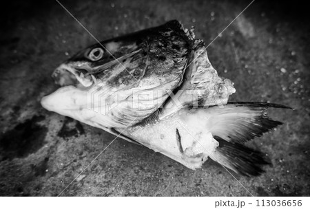 Detail of a fish head cut off and thrown into the trash Detail of a fish head cut off and thrown into the trash 113036656