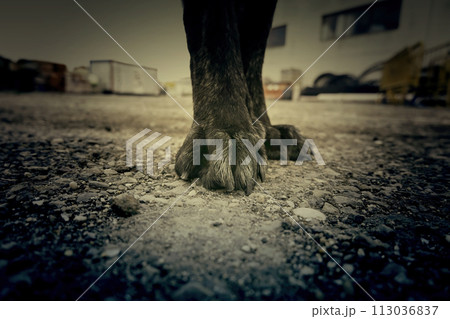 Black mastiff paws Black mastiff paws 113036837