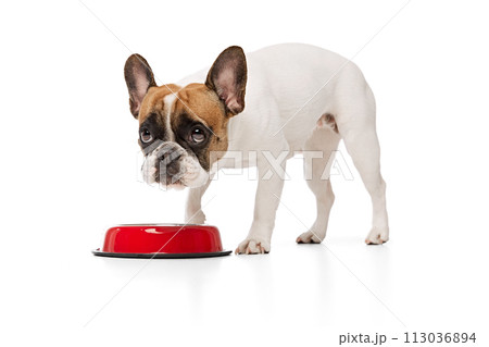 Cute, adorable purebred dog, French bulldog eating, drinking water isolated on white studio background. Nutrition for animals Cute, adorable purebred dog, French bulldog eating, drinking water isolated on white studio background. Nutrition for animals 113036894