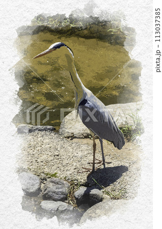 水彩画風　玉造温泉　玉湯川　アオサギ　島根県松江市 113037385