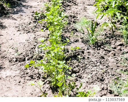 Organic parsley growing in the garden. Healthy eating concept Organic parsley growing in the garden. Healthy eating concept 113037569