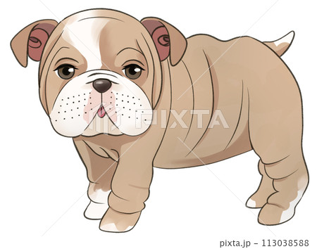 立っている子犬のブルドッグ 113038588