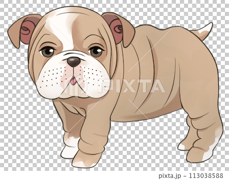 立っている子犬のブルドッグ 113038588