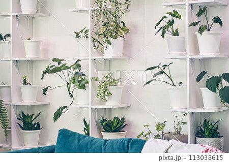 Interior design with lots of plants on stands, Scindapsus, green leaves, white pots, part of blue sofa. Template, mock up, background with copy space for your design, poster, art object. Interior design with lots of plants on stands, Scindapsus, green leaves, white pots, part of blue sofa. Template, mock up, background with copy space for your design, poster, art object. 113038615