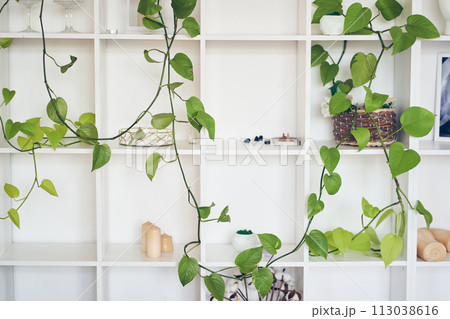 White square shelves with plant climbing Epipremnum aureum, liana, candles, green leaves, basket, cotton. Template, mock up, background with copy space for your design, art object, design elements. White square shelves with plant climbing Epipremnum aureum, liana, candles, green leaves, basket, cotton. Template, mock up, background with copy space for your design, art object, design elements. 113038616