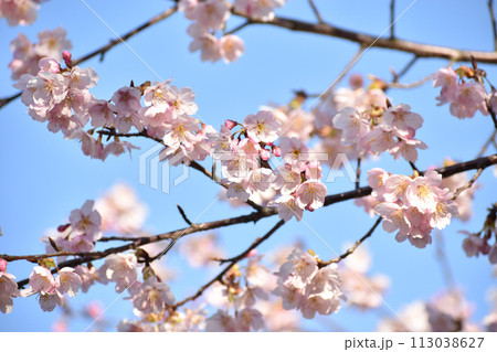 晴れやかな青空に映える早咲きの大漁桜 113038627