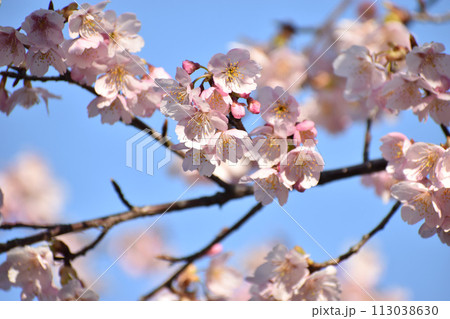 晴れやかな青空に映える早咲きの大漁桜 113038630