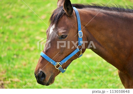 北海道新冠町のサラブレッド銀座の風景 113038648