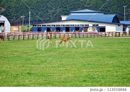 北海道新冠町 サラブレッド銀座の風景 北海道新冠町 サラブレッド銀座の風景 113038666