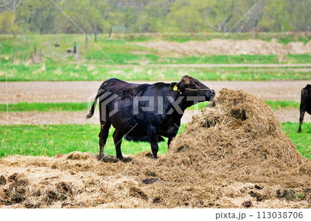 牧草を食べる黒い牛 113038706
