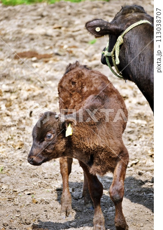 牛の赤ちゃん 113038707