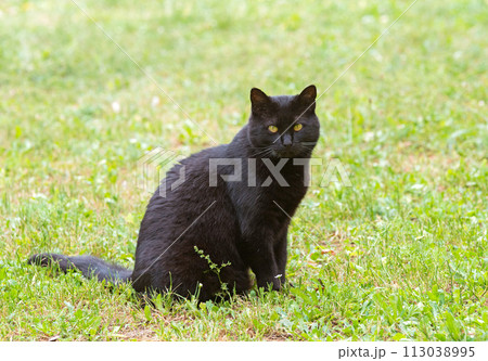 black cat in garden 113038995