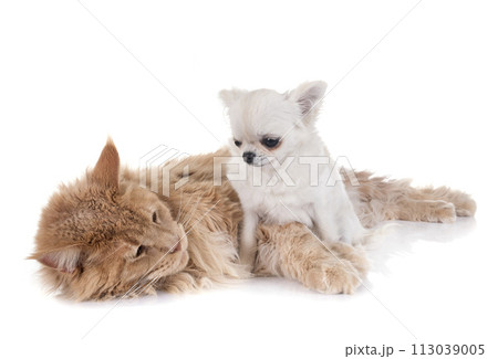 maine coon cat and chihuahua 113039005