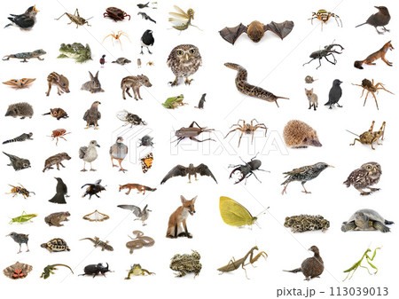 european wildlife in studio european wildlife in studio 113039013