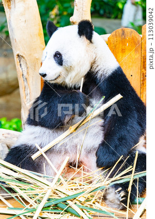 マレーシアのジャイアントパンダに出会える国立動物園 マレーシアのジャイアントパンダに出会える国立動物園 113039042