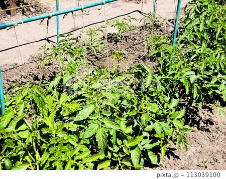 Organic tomatoes growing and bloom in the garden. Healthy eating concept Organic tomatoes growing and bloom in the garden. Healthy eating concept 113039100